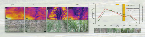 Image of Thermal Sensing of Sugarcane crop