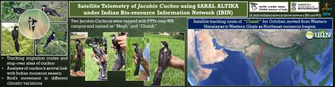 Image of Satellite Telemetry of Jacobin cuckoo using SARAL ALTIKA under IBIN Project